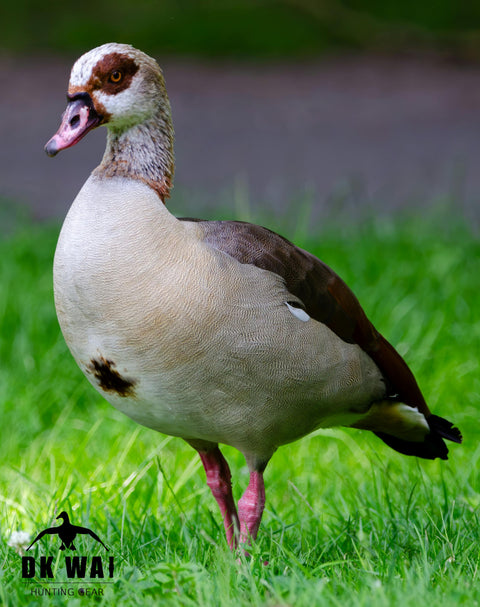 DK WAI lokkekald Egyptisk gås (Egyptian goose call)